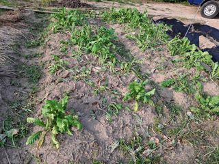 형남영님의 기타작물 · 영농일지 작성글 사진