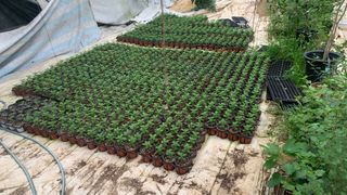 원스피릿팜님의 기타작물 · 영농일지 작성글 사진