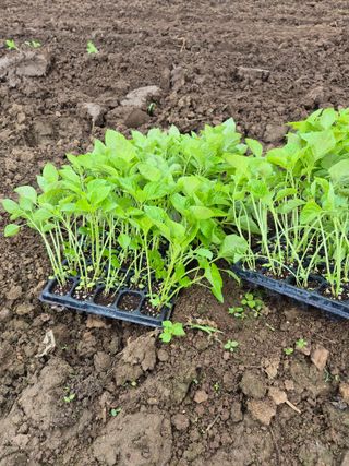 이정민님의 들깨 · 영농일지 작성글 사진