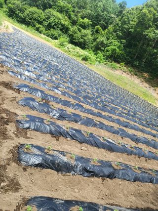 이상욱님의 들깨 · 영농일지 작성글 사진