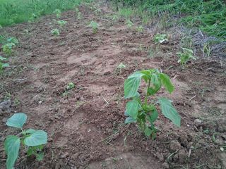 이영미님의 들깨 · 영농일지 작성글 사진