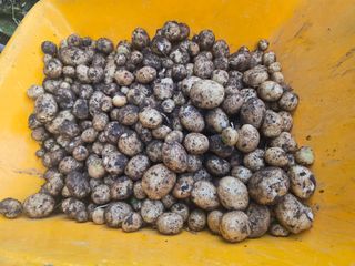 한상훈님의 감자 · 영농일지 작성글 사진