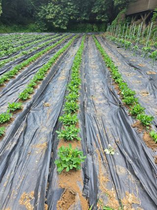 강화화도님의 기타작물 · 영농일지 작성글 사진