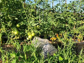 정연섭님의 기타작물 · 영농일지 작성글 사진