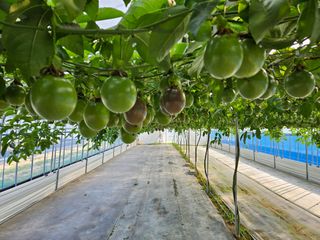 박미라님의 기타작물 · 영농일지 작성글 사진