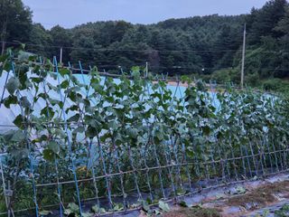 김윤회님의 오이 · 영농일지 작성글 사진