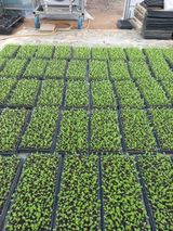 팜모닝 상추·자유게시판 게시글 이미지