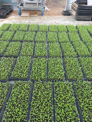 농민님의 상추 · 자유게시판 작성글 사진