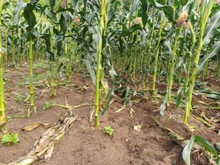 인산님의 기타작물 · 영농일지 작성글 사진