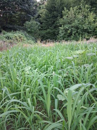 이영미님의 들깨 · 영농일지 작성글 사진