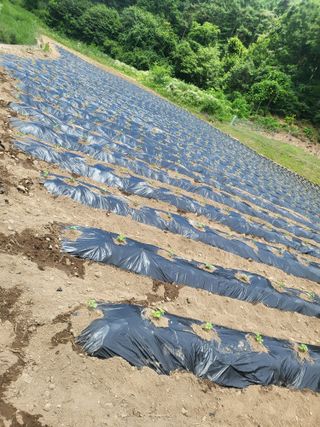 이상욱님의 들깨 · 영농일지 작성글 사진