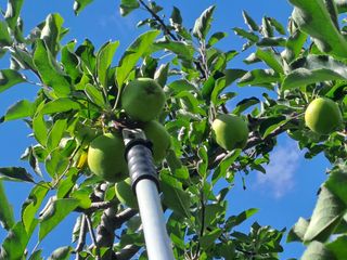 능금아저씨님의 사과 · 영농일지 작성글 사진