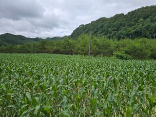 장관덕님의 옥수수 · 영농일지 작성글 사진