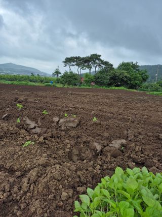 이정민님의 들깨 · 영농일지 작성글 사진