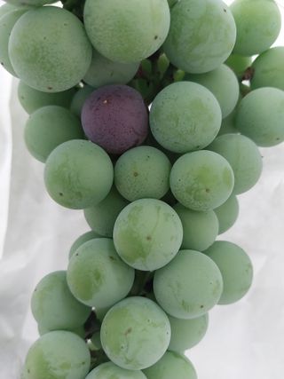 민영님의 포도 · 영농일지 작성글 사진