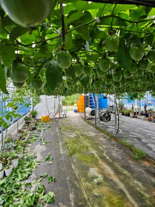 박미라님의 기타작물 · 영농일지 작성글 사진