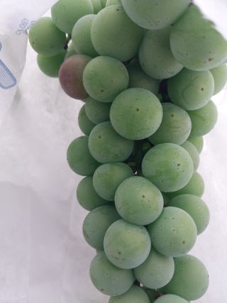 민영님의 포도 · 영농일지 작성글 사진