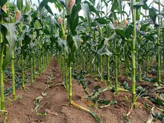 인산님의 기타작물 · 영농일지 작성글 사진