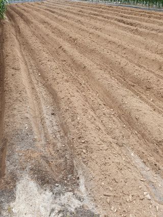 남기탁 님의 들깨 · 영농일지 작성글 사진