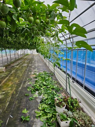 박미라님의 기타작물 · 영농일지 작성글 사진