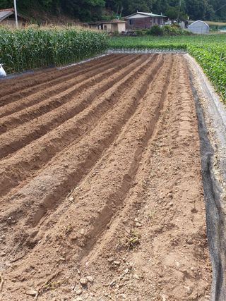 남기탁 님의 들깨 · 영농일지 작성글 사진