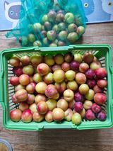 팜모닝 기타작물·영농일지 게시글 이미지