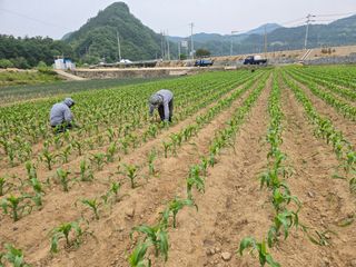 장관덕님의 옥수수 · 영농일지 작성글 사진