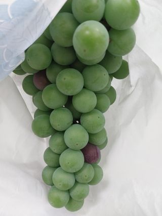 민영님의 포도 · 영농일지 작성글 사진