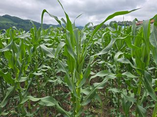 장관덕님의 옥수수 · 영농일지 작성글 사진