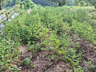 형남영님의 기타작물 · 영농일지 작성글 사진