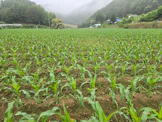장관덕님의 옥수수 · 영농일지 작성글 사진