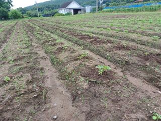 이정민님의 들깨 · 영농일지 작성글 사진