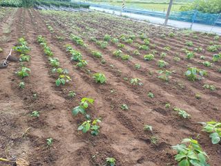 인산님의 기타작물 · 영농일지 작성글 사진