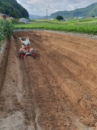 남기탁 님의 들깨 · 영농일지 작성글 사진