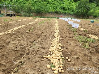고골농장님의 기타작물 · 영농일지 작성글 사진