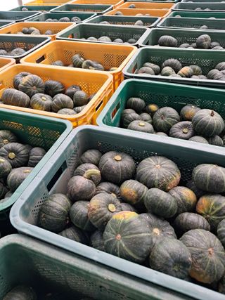 류남열님의 호박 · 영농일지 작성글 사진