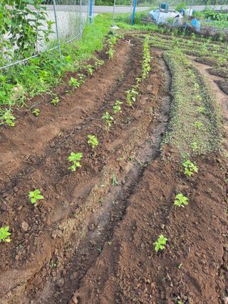 친환경아줌아님의 들깨 · 영농일지 작성글 사진