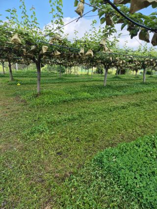 신인농원님의 기타작물 · 영농일지 작성글 사진