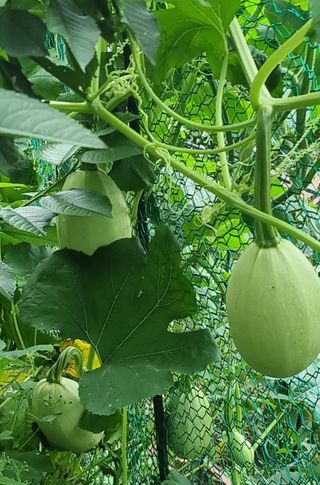 권혁렬님의 호박 · 영농일지 작성글 사진