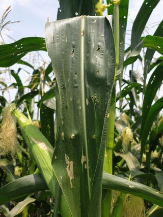 샤이니바다님의 기타작물 · 영농일지 작성글 사진