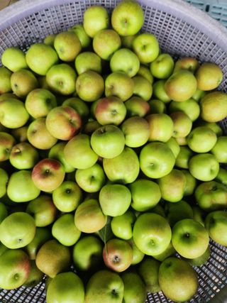 키다리님의 감 · 영농일지 작성글 사진