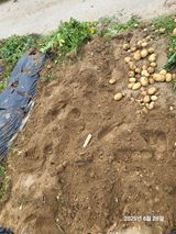 팜모닝 감자·영농일지 게시글 이미지