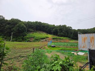 윤석은님의 고구마 · 영농일지 작성글 사진