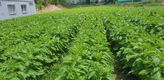 시금치28751님의 참깨 · 영농일지 작성글 사진