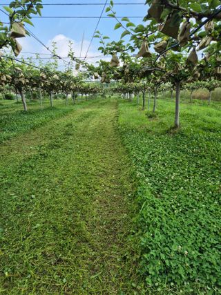 신인농원님의 기타작물 · 영농일지 작성글 사진