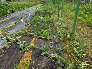 심기정님의 기타작물 · 영농일지 작성글 사진