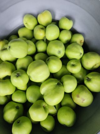 키다리님의 감 · 영농일지 작성글 사진