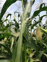 팜모닝 기타작물·영농일지 게시글 이미지