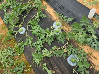 심기정님의 기타작물 · 영농일지 작성글 사진