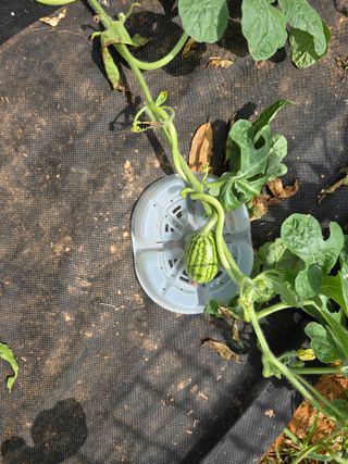 심기정님의 기타작물 · 영농일지 작성글 사진